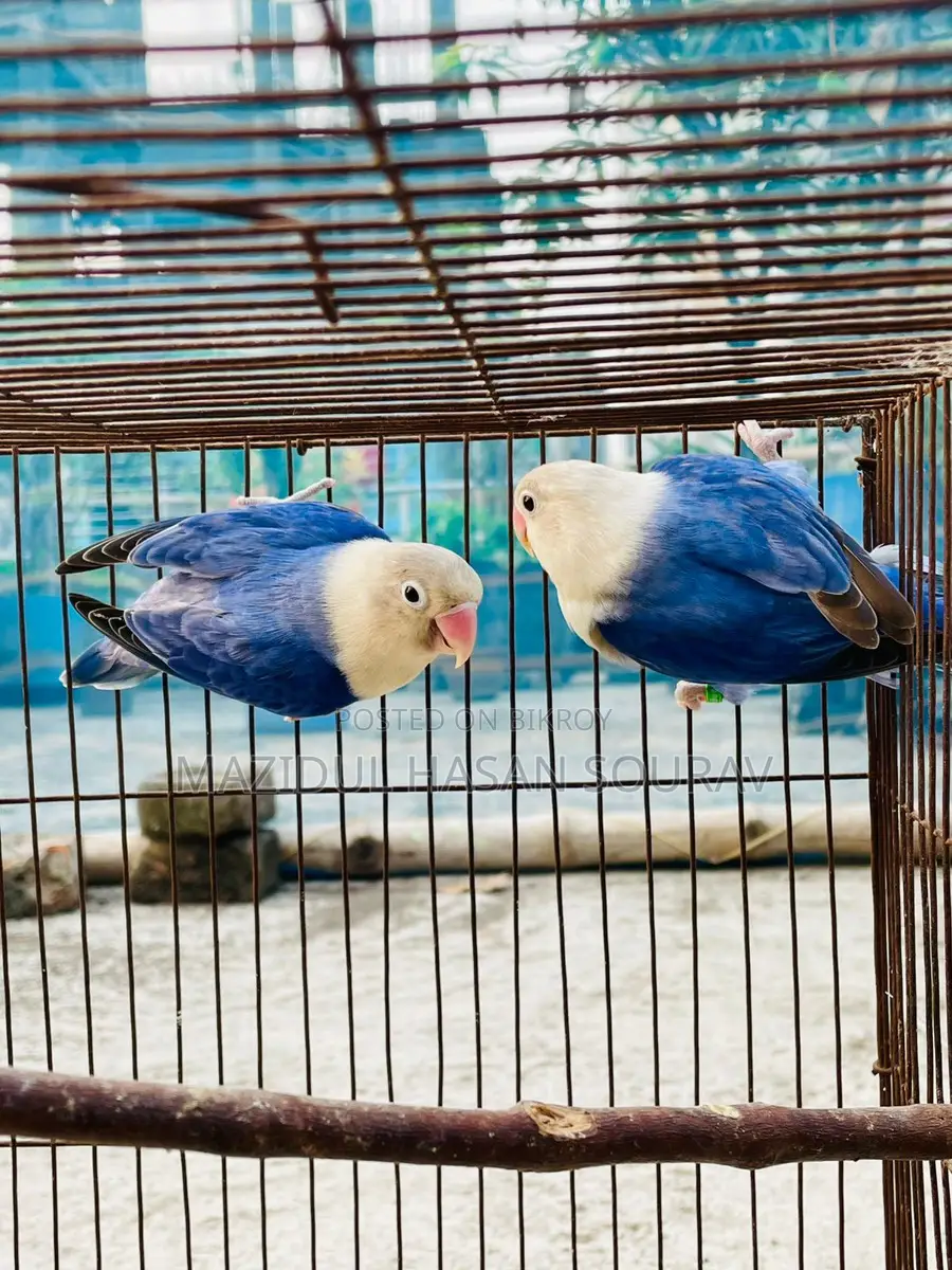 Lovebird Adult Pair