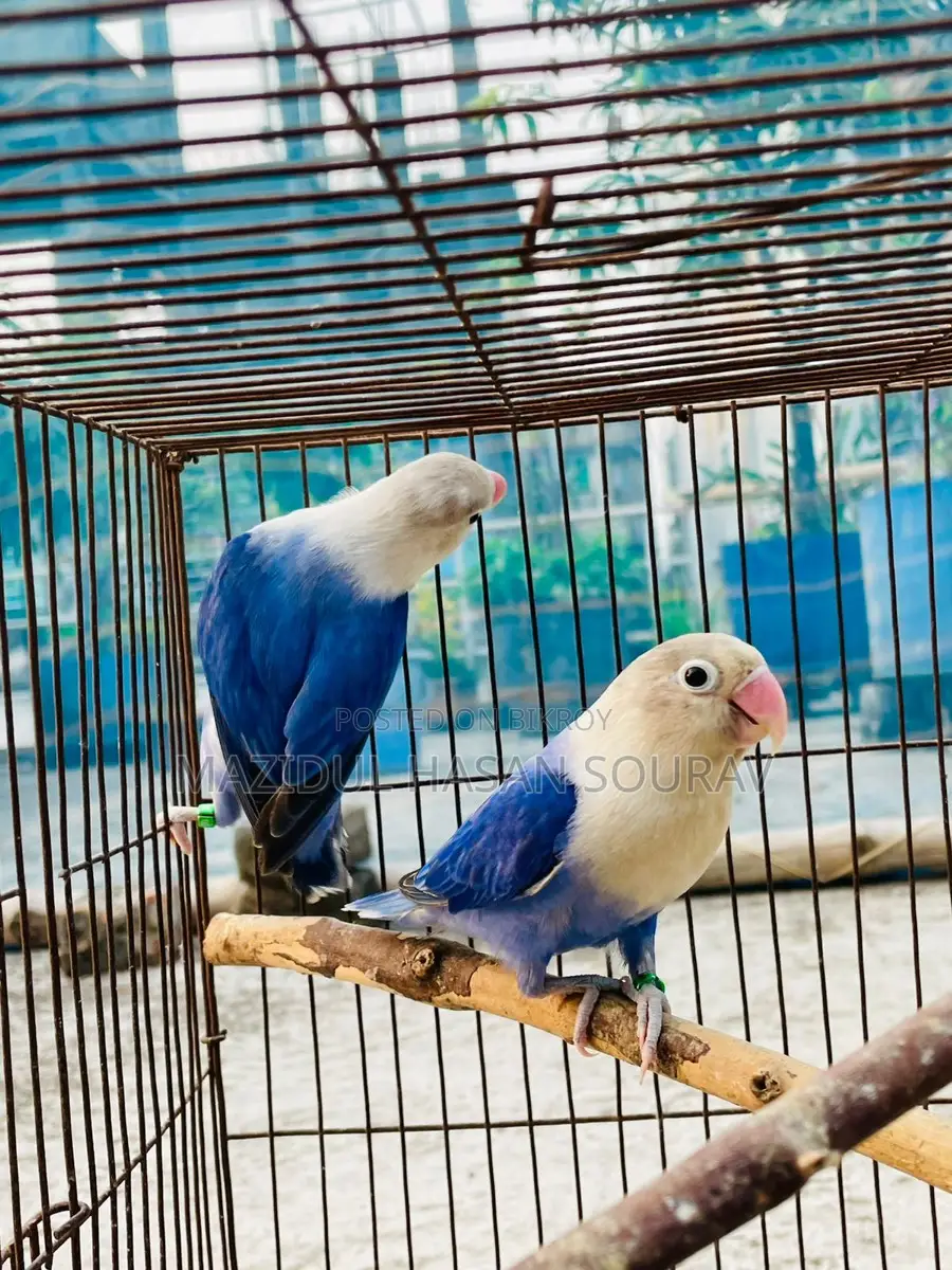 Lovebird Adult Pair
