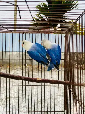 Lovebird Adult Pair