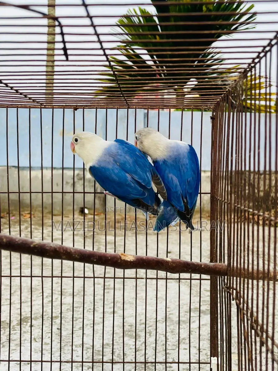 Lovebird Adult Pair