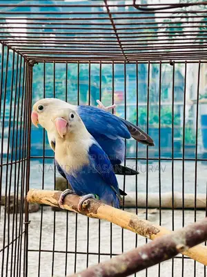 Lovebird Adult Pair