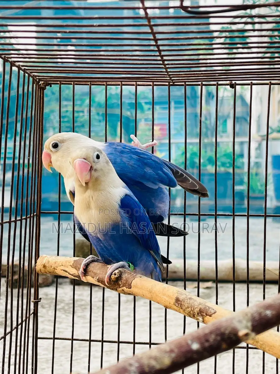 Lovebird Adult Pair