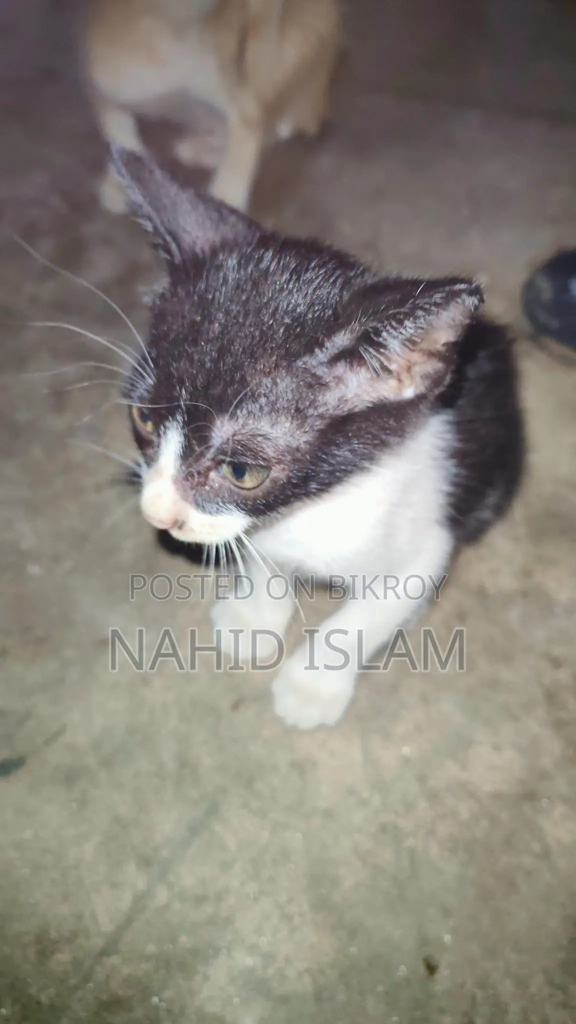 Cat for sale