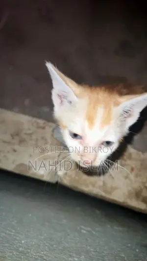 Cat for sale