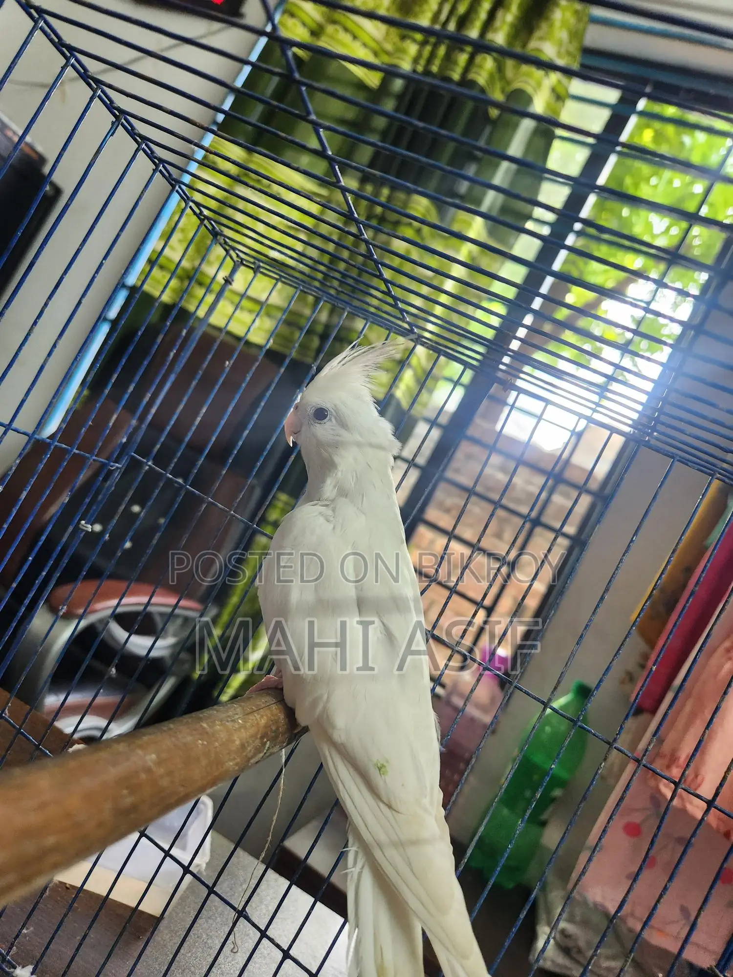 Tamed Albino Cockatiel