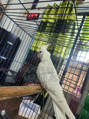 Tamed Albino Cockatiel