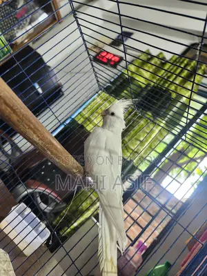 Tamed Albino Cockatiel