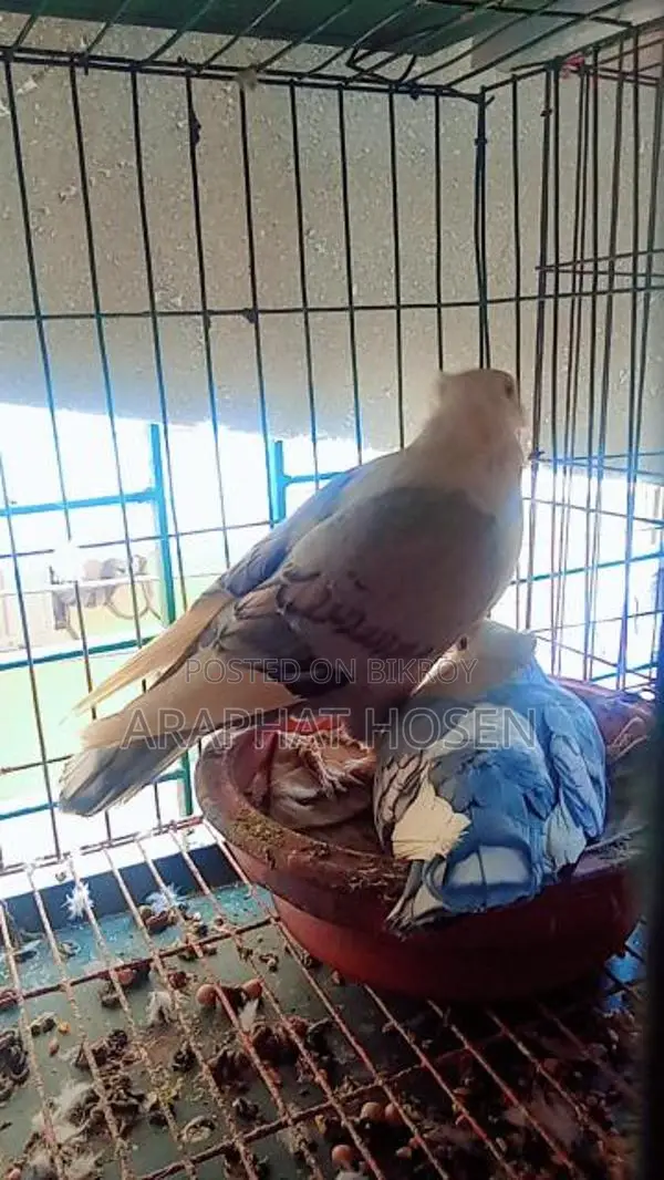 1 Pair of Big Size Blue Satin Pigeons for Sale.