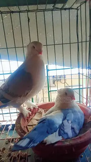 1 Pair of Big Size Blue Satin Pigeons for Sale.