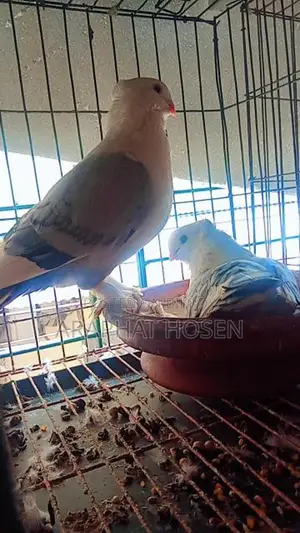 1 Pair of Big Size Blue Satin Pigeons for Sale.
