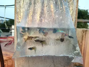 High Quality Gappi Fish