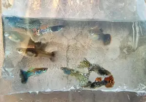High Quality Gappi Fish