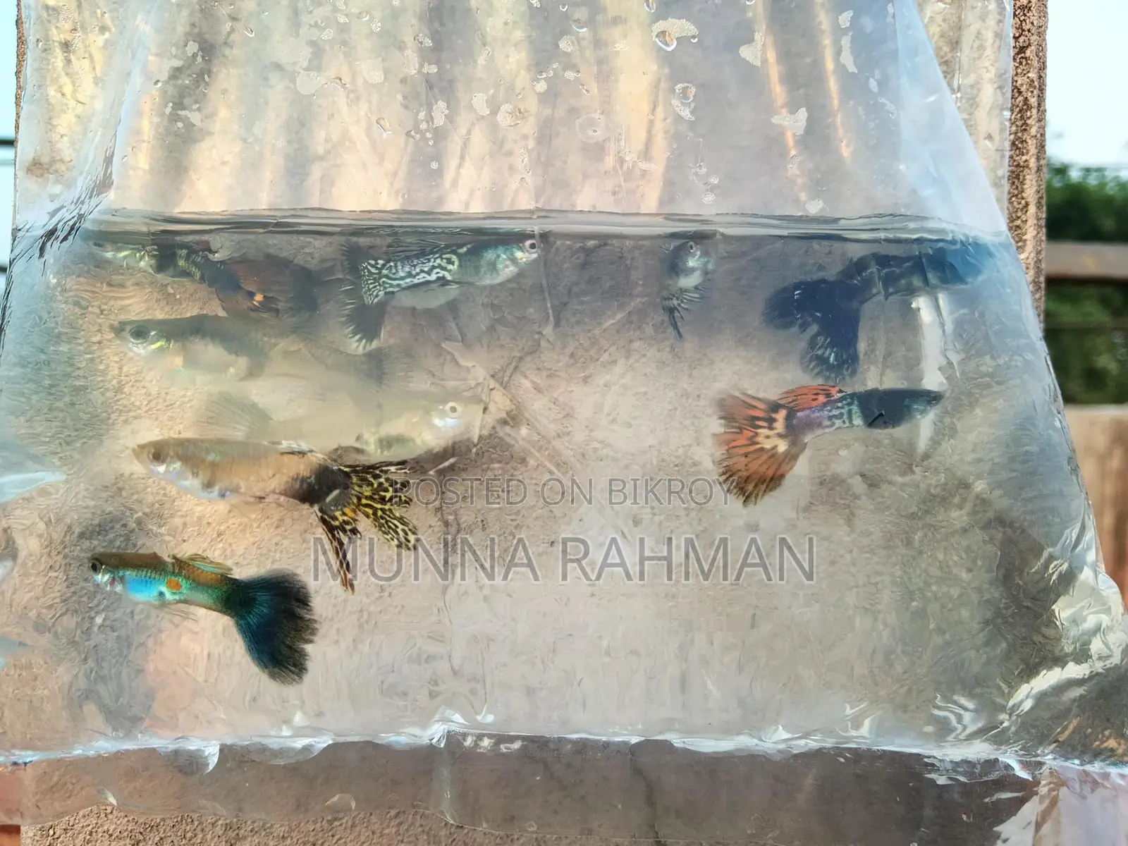 High Quality Gappi Fish