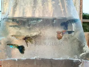 High Quality Gappi Fish