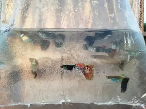 High Quality Gappi Fish