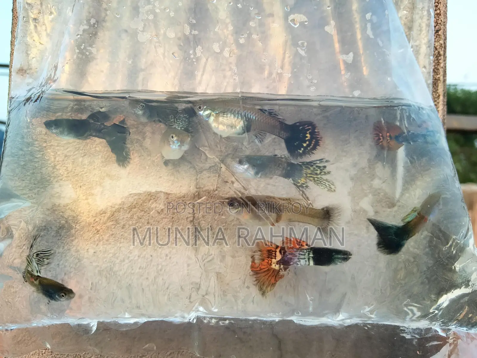 High Quality Gappi Fish