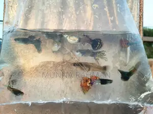High Quality Gappi Fish