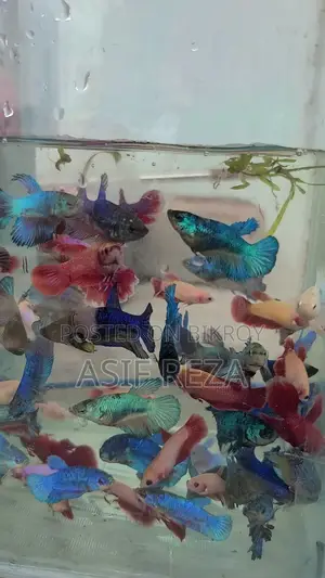 Halfmoon Betta Fighter