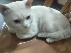 আমার পোষা বিড়াল বিক্রি করা হবে