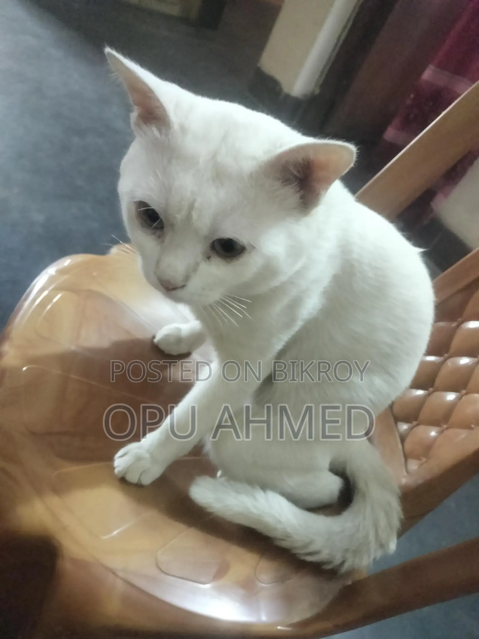 আমার পোষা বিড়াল বিক্রি করা হবে