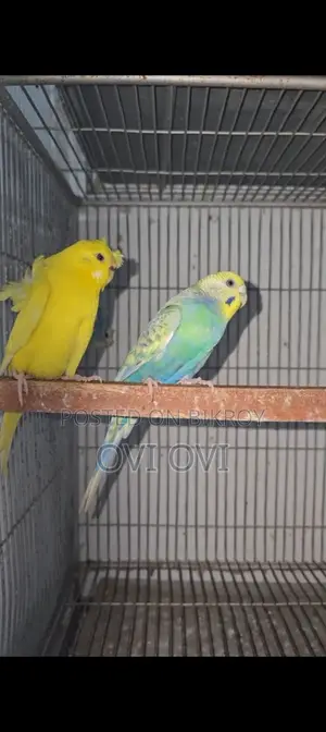Running Rainbow Budgie