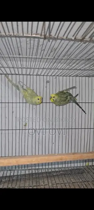 Running Rainbow Budgie