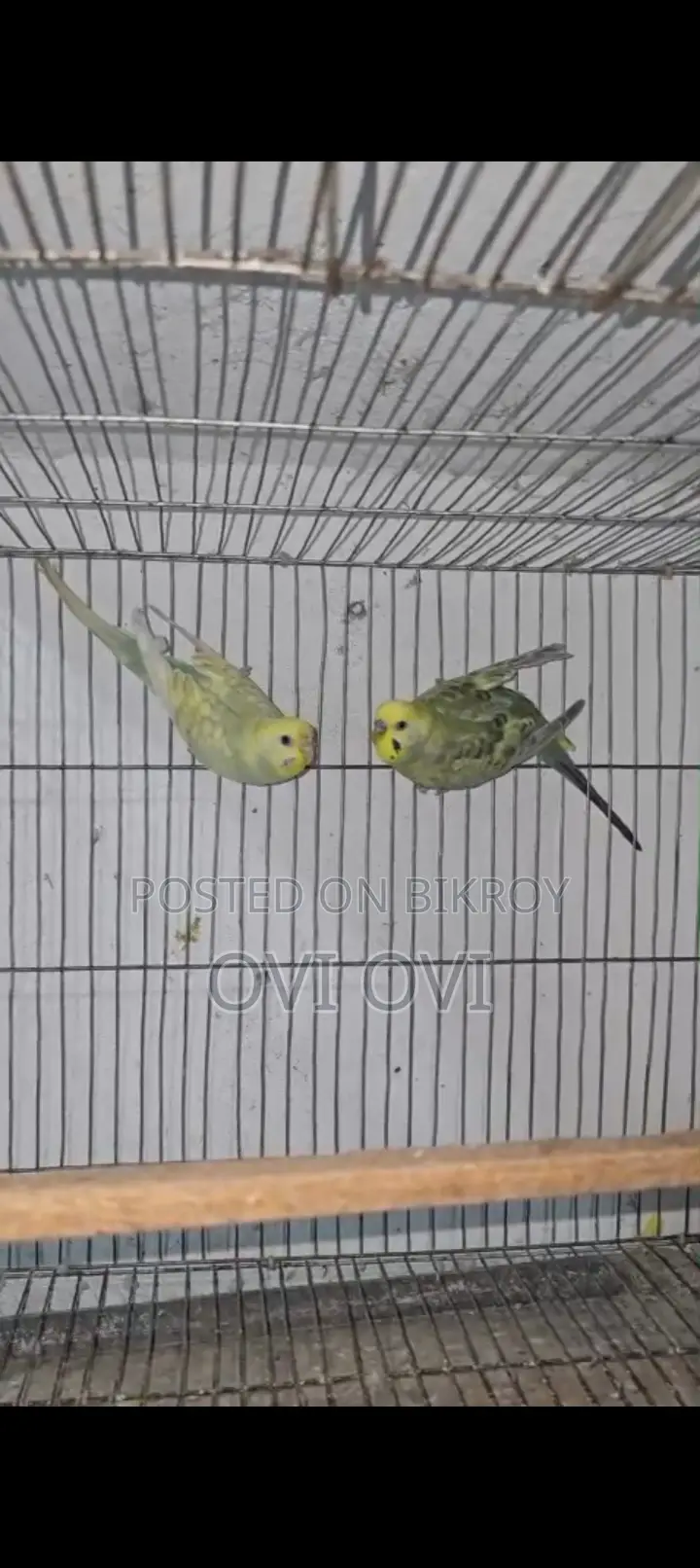 Running Rainbow Budgie