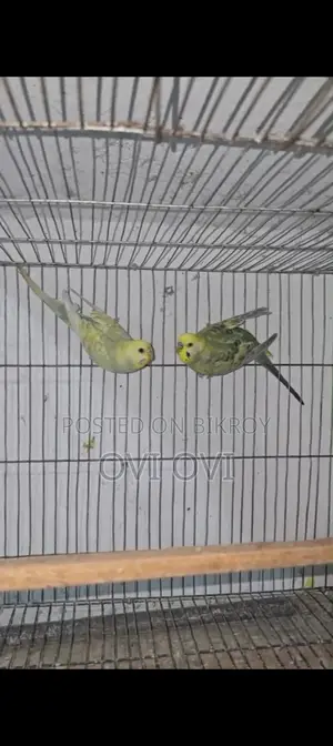 Running Rainbow Budgie