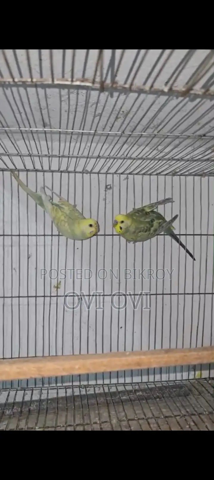 Running Rainbow Budgie