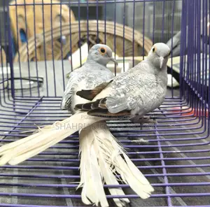 Silver Diamond Dove Breeding Pair Birds