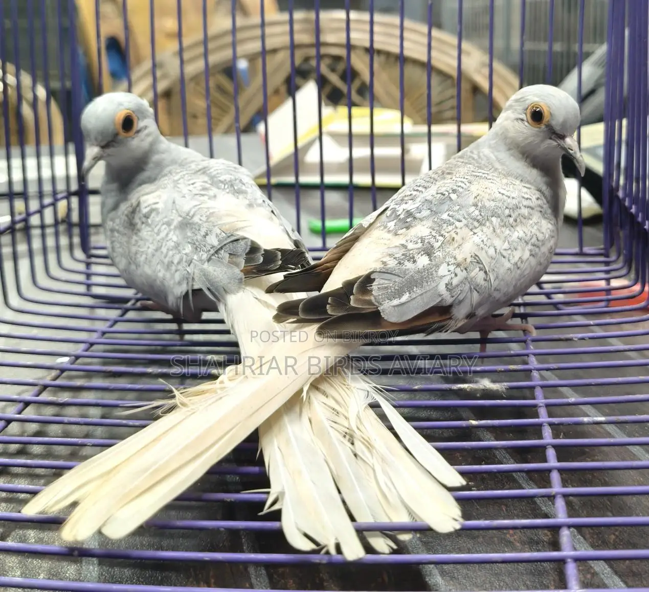 Silver Diamond Dove Breeding Pair Birds