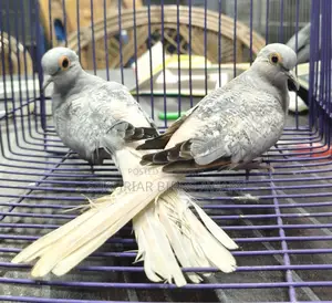 Silver Diamond Dove Breeding Pair Birds