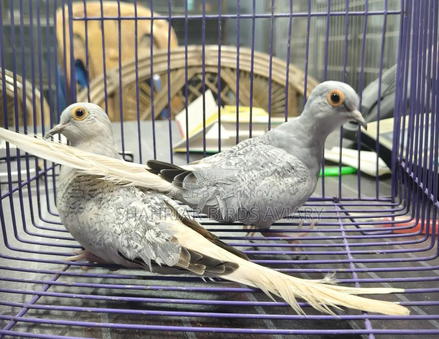 Silver Diamond Dove Breeding Pair Birds