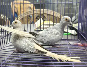 Silver Diamond Dove Breeding Pair Birds