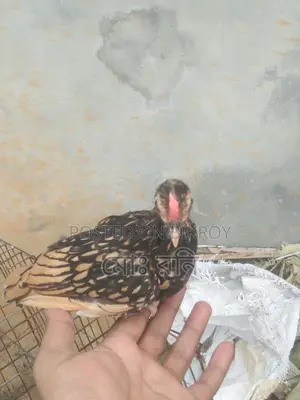 সৌখিন মুরগি