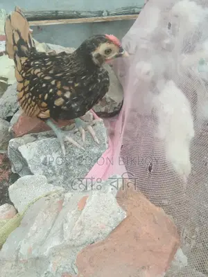 সৌখিন মুরগি
