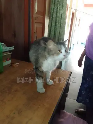 পারশিয়ান বিড়াল
