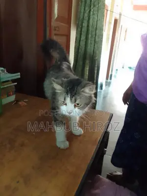 পারশিয়ান বিড়াল