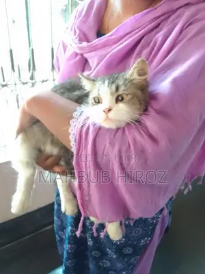 পারশিয়ান বিড়াল