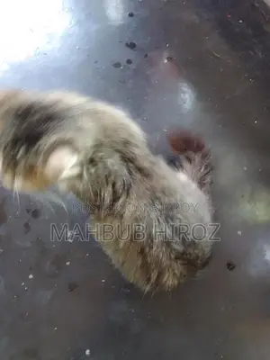 পারশিয়ান বিড়াল