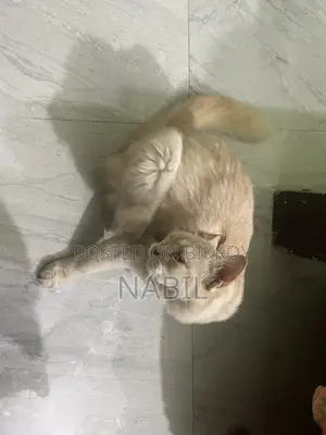 Persian Cat Female For Sell