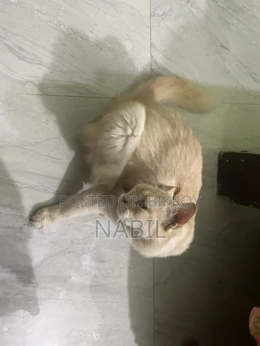 Persian Cat Female For Sale