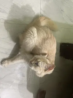 Persian Cat Female For Sale