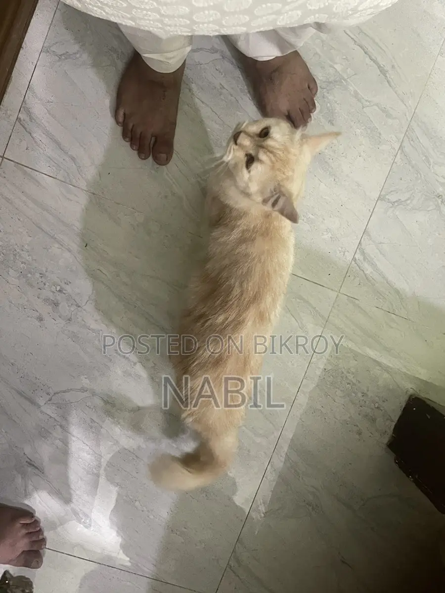 Persian Cat Female For Sale
