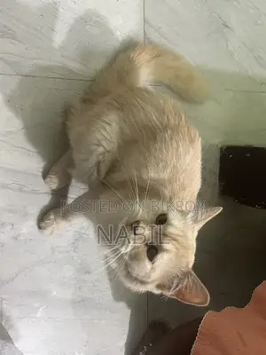 Persian Cat Female For Sale