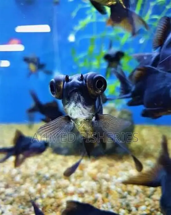 Black Moor Goldfish For Sale