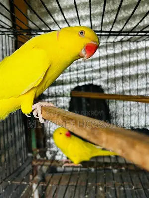 হলুদ রিংনেক জোড়া
