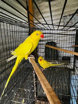 হলুদ রিংনেক জোড়া