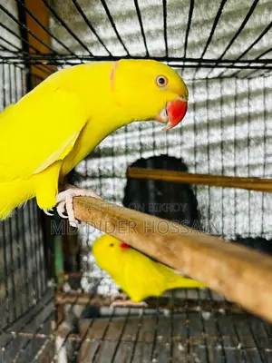 হলুদ রিংনেক জোড়া