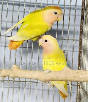 Semi-Adult Opaline Lovebird